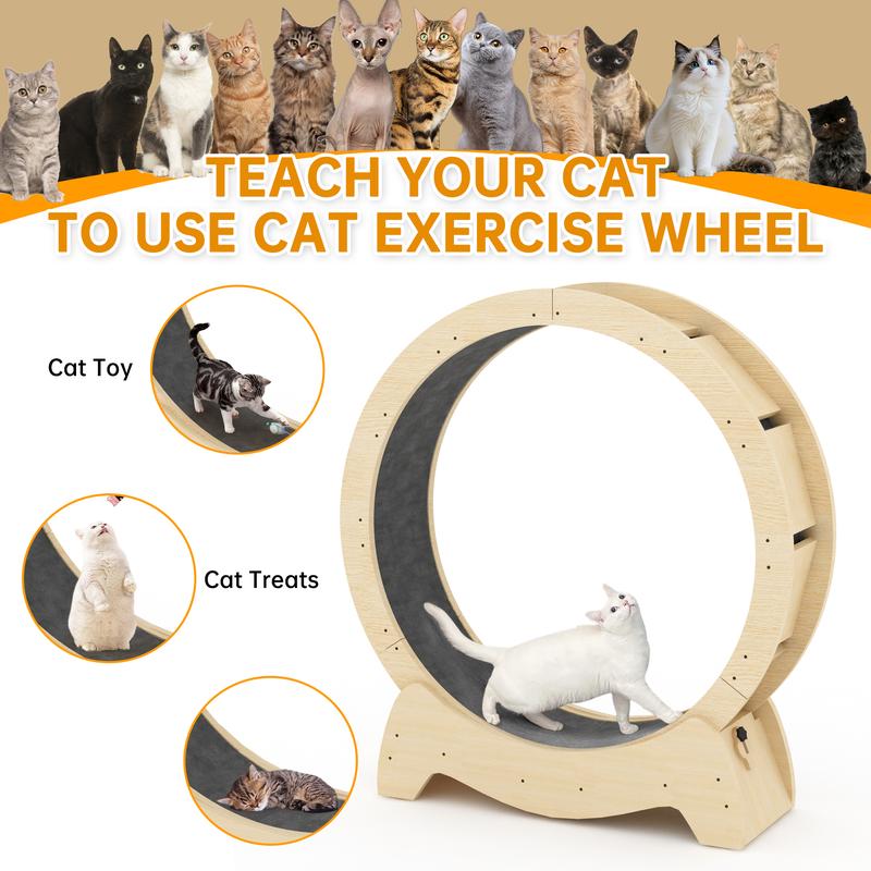 Cat Wheel Exerciser — Built for Health, Safety & Silence